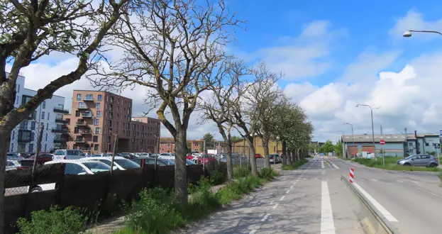 Træer langs Strandkvanen før fældning