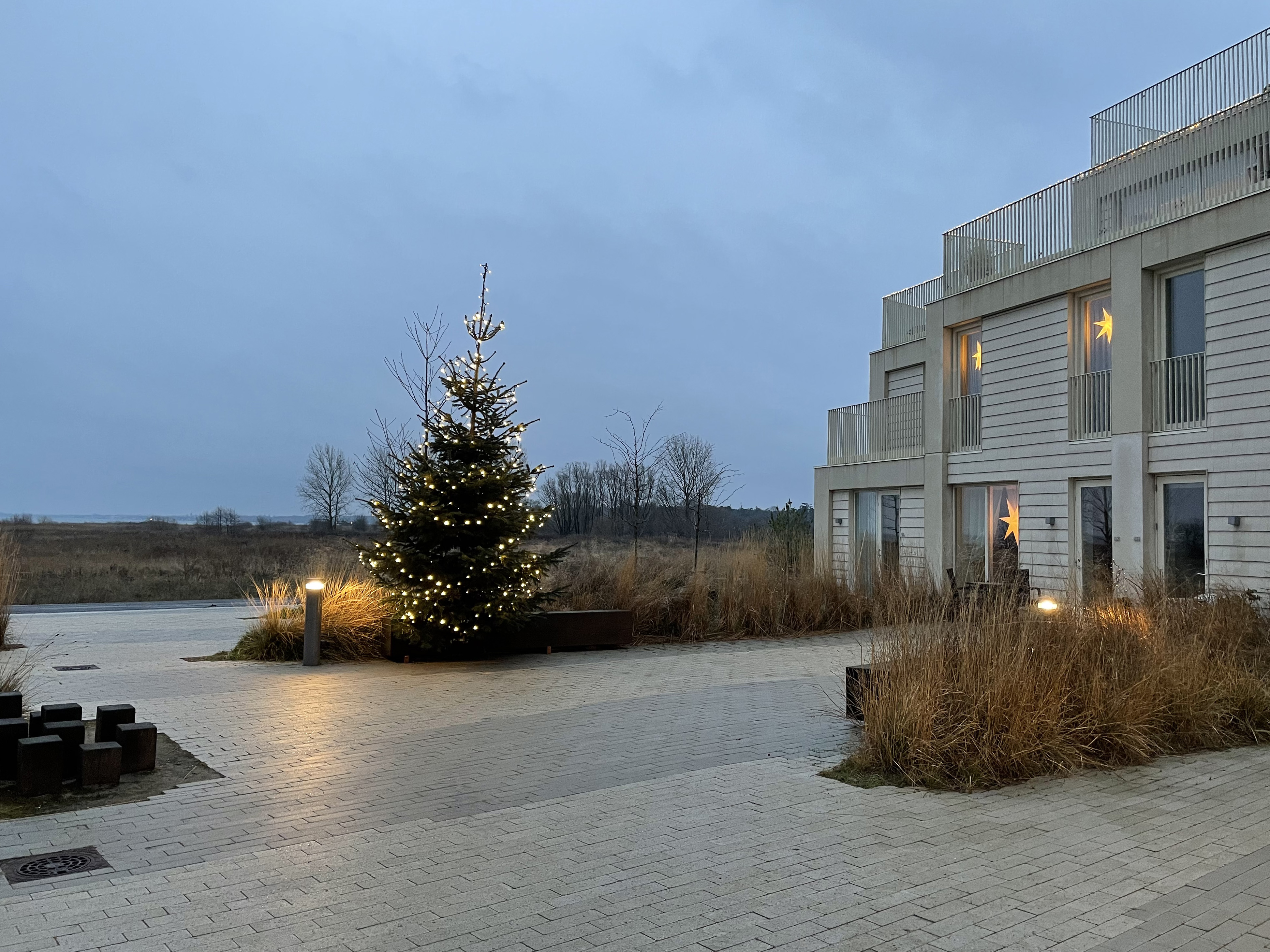 Pressefoto Juletrae ved Strandterrasserne